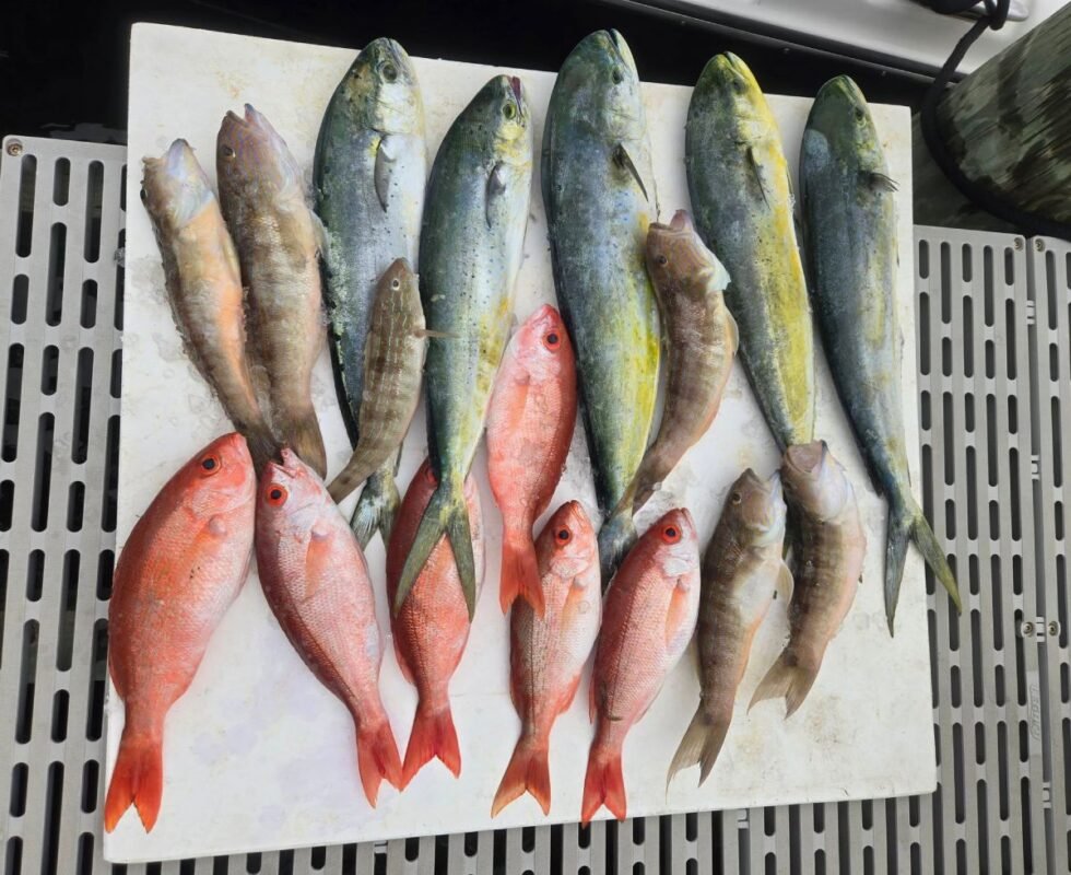 Mahi mahi, snapper, and other Gulf fish arranged on a boat